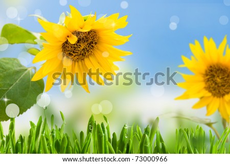 yellow sunflowers with green leaf on background blue sky with rays sun
