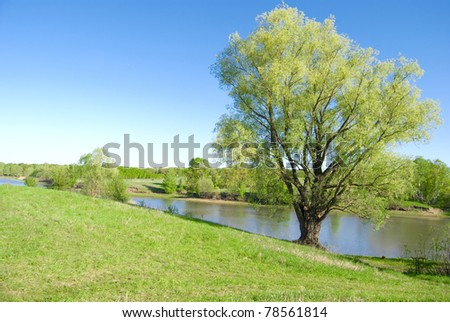 forest river on background trees and sky