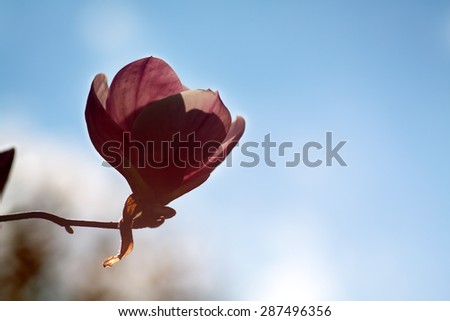 Pink magnolia flower at branch tip with sun back lighting, close-up in clear blue sky, silhouette, space for text