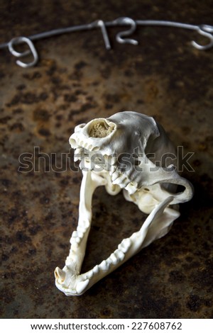 Raccoon skull with jaws open and rusty background
