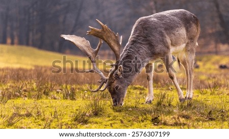 Similar – Image, Stock Photo Fallow deer grazing