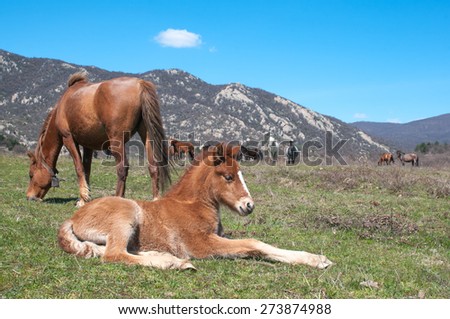 little horse lying on the grass on the background of mountain landscape and herd free horses