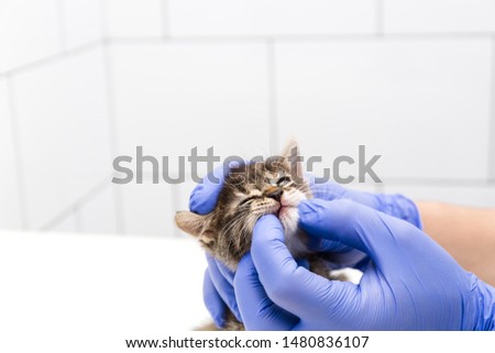 Similar – Image, Stock Photo Veterinarian checking teeth of dog