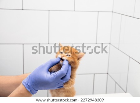 Similar – Image, Stock Photo Veterinarian checking teeth of dog