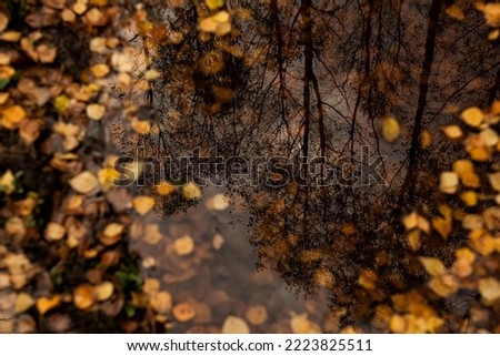 Similar – Image, Stock Photo mirror of nature Puddle