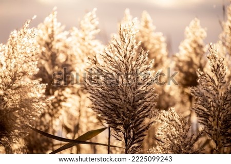 Dry plant reeds as beauty nature background. Abstract matural backdrop. Reed grass or pampas grass outdoors with daylight, life stile  nature scene, organic desing . soft focus Foto stock © 