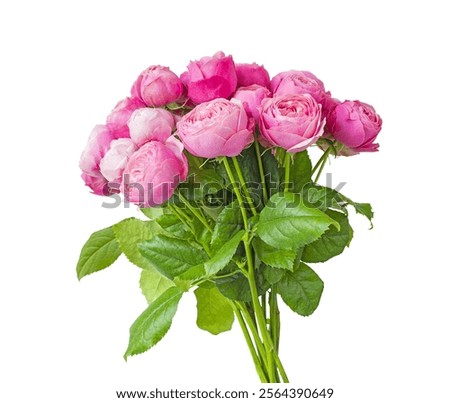 Similar – Image, Stock Photo Bouquet of pink roses in the planting area