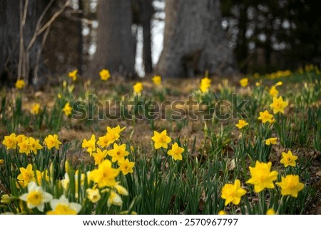 Similar – Image, Stock Photo blooming yellow daffodil bud on a blue background, spring flower