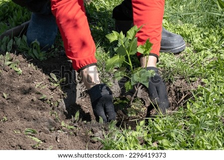 Similar – Foto Bild Anonymer Gärtner, der im Garten mit einer Kelle Erde umgräbt