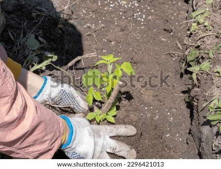 Similar – Foto Bild Anonymer Gärtner, der im Garten mit einer Kelle Erde umgräbt