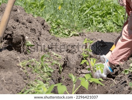 Similar – Foto Bild Anonymer Gärtner, der im Garten mit einer Kelle Erde umgräbt