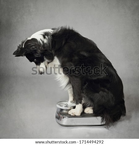 beautiful purebred border collie dog weighing on a bathroom scale on gray background Photo stock © 