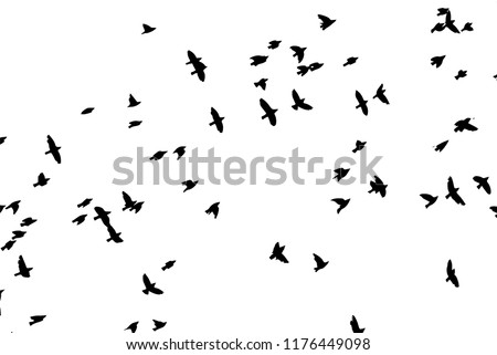 Vector Flying Bird Silhouettes | Download Free Vector Art | Free-Vectors