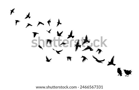 Similar – Image, Stock Photo flocked birds