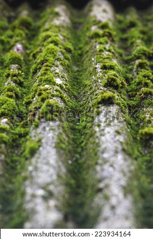 green moss moss growing on old roof tiles