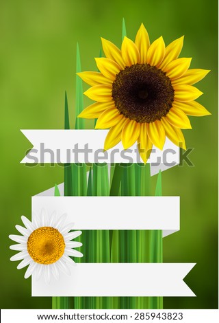 Flower bacgkround with ribbon, daisy and sunflower, isolated with empty space for text