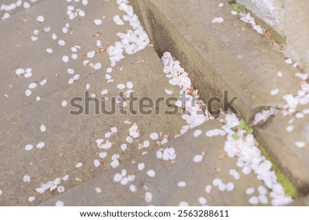 Similar – Foto Bild im See treibende rosa Blüten