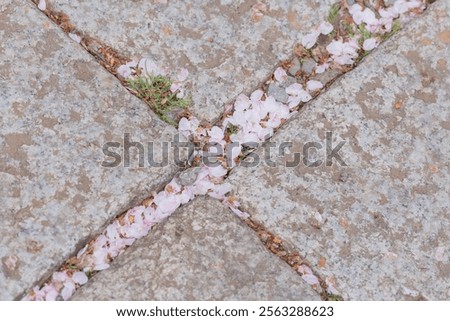 Similar – Foto Bild im See treibende rosa Blüten