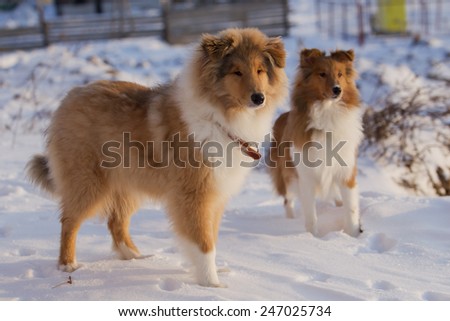 Sheltie collie dog and against the backdrop of snow in the evening sun