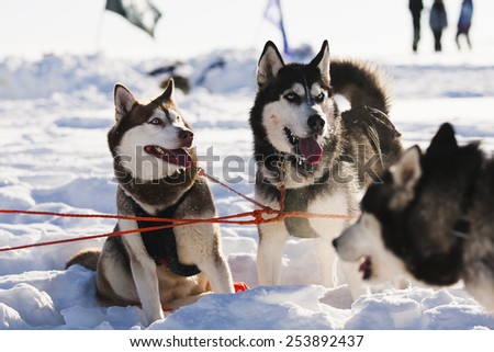 dog,	husky,	sled,	breed,	animal, pet,	friend,	guard,	fluffy,	blue-eyed, strong,	competition,	mushing, harness,	chain,	snow,	winter,	day, white,	gray