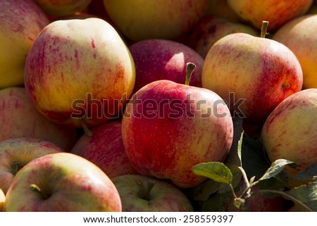 apple,	garden,	fruit,	harvest, basket,	wicker,	round,	food, natural,	leaves,	ripe,	juicy, delicious,	light,	shadow,	sun, yellow,	green,	fall,	pink