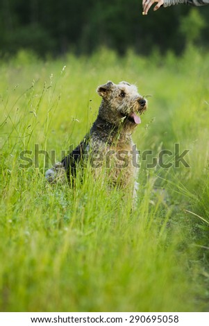 Airedale terrier dog sitting in green grass on a sunny summer evening stroll.