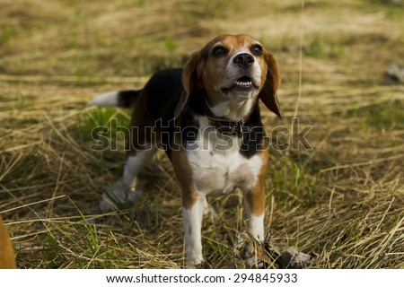 Barking Dog Beagle standing in mown grass summer day.