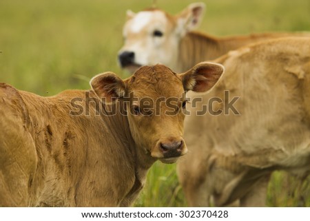 Cows with calves on pasture summer day.