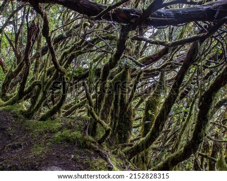 The enchanted forest trail (sendero del bosque encantado - la Ensilliada) in Reserva del Pijaral a natural reserve in Anaga. The laurel forest in the north east of Tenerife - Canary islands, Spain Foto stock © 