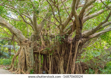 Tree of Life, Amazing Banyan Tree in the fog. Morning landscape. Abstract blur and Soft Focus Foto stock © 