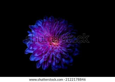 Similar – Image, Stock Photo Close-up of a violet Scabiosa flower with yellow stamens