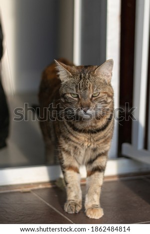 Similar – Image, Stock Photo Kitty II Cat feline Pelt