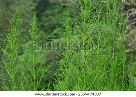 Similar – Image, Stock Photo wild fern Harmonious Calm