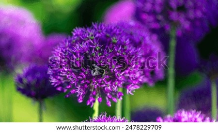 Similar – Image, Stock Photo Pink ornamental garlic with drops of water