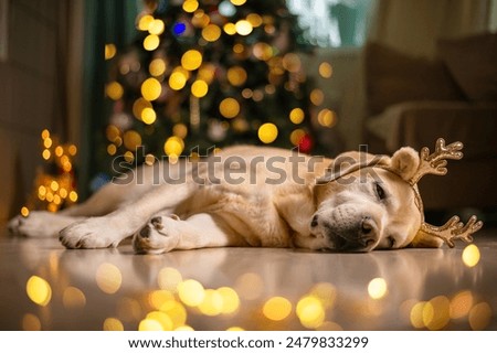 Similar – Image, Stock Photo Dog in the light Sunlight