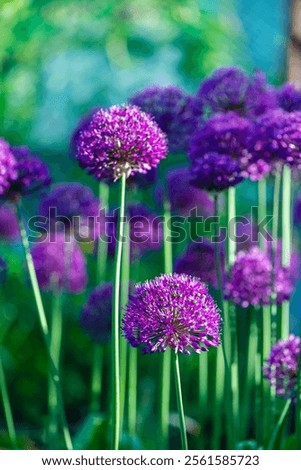 Similar – Image, Stock Photo Pink ornamental garlic with drops of water