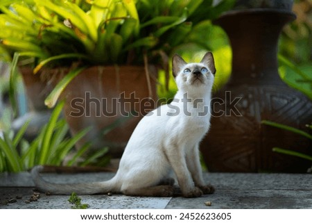 Similar – Image, Stock Photo Cat in front garden Red