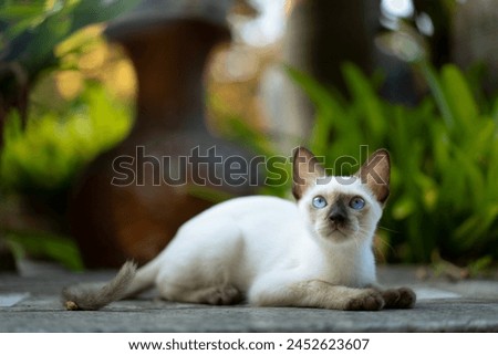 Similar – Image, Stock Photo Cat in front garden Red