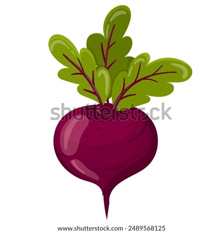 Ripe red beets with green leaves in flat vector style. Red beet isolated on white background.