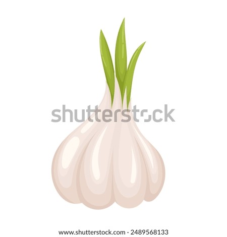 Fresh whole garlic in flat vector style isolated on white background. Ingredients for cooking, vegetarianism.