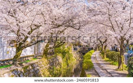 Similar – Image, Stock Photo Cherry blossoms in Kyoto Japan Hanami