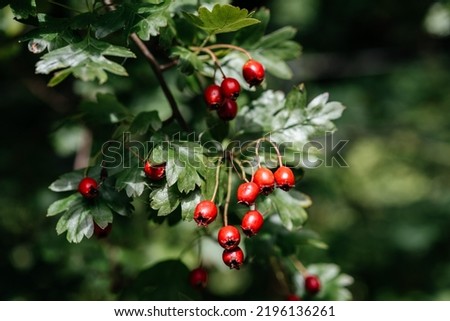 Red fruits of hawthorn (Crataegus laevigata, midland hawthorn, English hawthorn, woodland hawthorn, mayflower) in autumn in Scotland Foto stock © 
