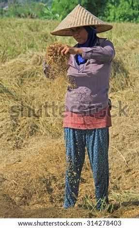 KUTA, INDONESIA - APRIL 29, 2015: woman is separating grains on the field nearly Kuta, Indonesia