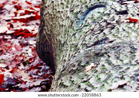 Photo of a fallen Autumn Log among beautiful red leaves