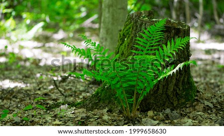 Polypodiophyta. green fern leaves. forest fern has grown between trees. green moss, old tree stump. fern plant that has grown in an old tree in the park. summer or autumn, natural background
