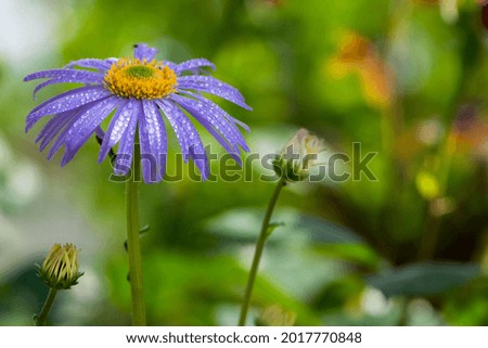 Similar – Image, Stock Photo Asters in the rain