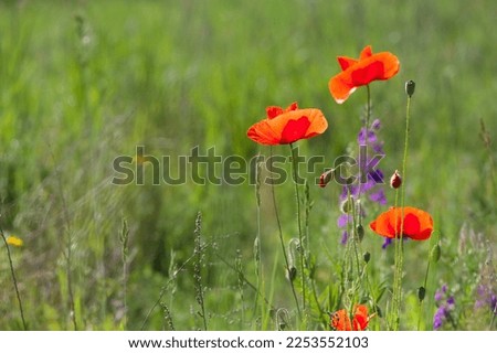 Similar – Image, Stock Photo Close-up of a poppy seed strudel