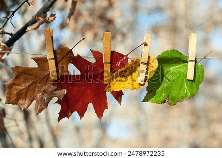 Similar – Image, Stock Photo autumn rope Environment