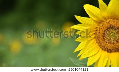 Similar – Foto Bild Schöne Sonnenblumen im Feld natürlicher Hintergrund, Sonnenblume blüht.