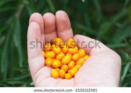 Similar – Image, Stock Photo Ripe sea buckthorn on a cold winter’s day on the beach of the Baltic Sea